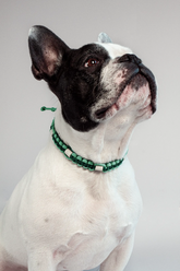 Zeckenhalsband mit EM-Keramik · Alpingrün × Dewdrop